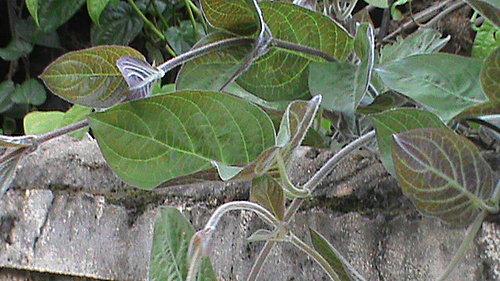 cach-dung-la-mo-long-chua-viem-dai-trang